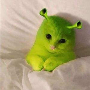 Meet your Posher, Camila